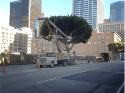 Rob’s Tree Services & Removal Specialists of Orange County, Yorba Linda