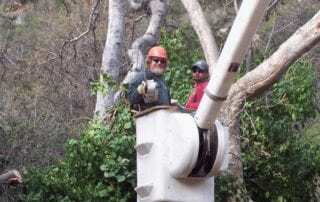 Lake Forest Tree Service . Removal - Rob's Tree Service of Orange County