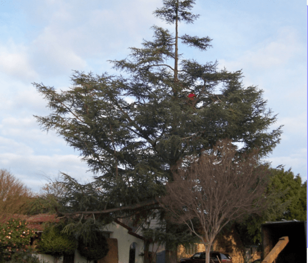 Tree Service in La Habra, CA - Rob’s Tree Service of Orange County