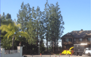 Laguna Beach Tree Service - Rob's Tree Service in Laguna Hills
