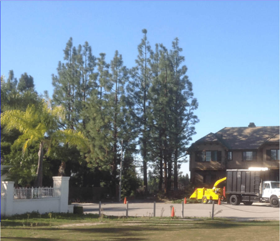 Laguna Beach Tree Service - Rob's Tree Service in Laguna Hills