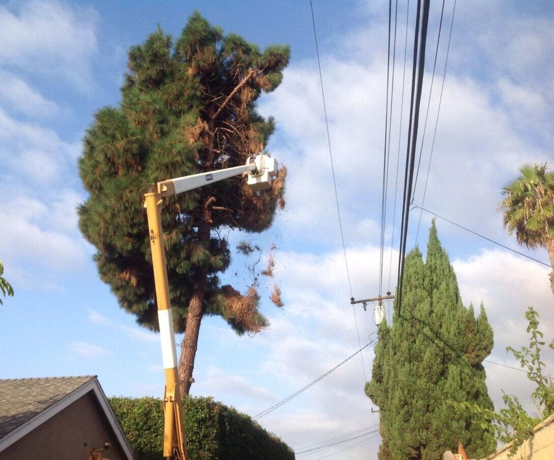 Los Alamitos Tree Service - Rob's Tree Service of Orange County