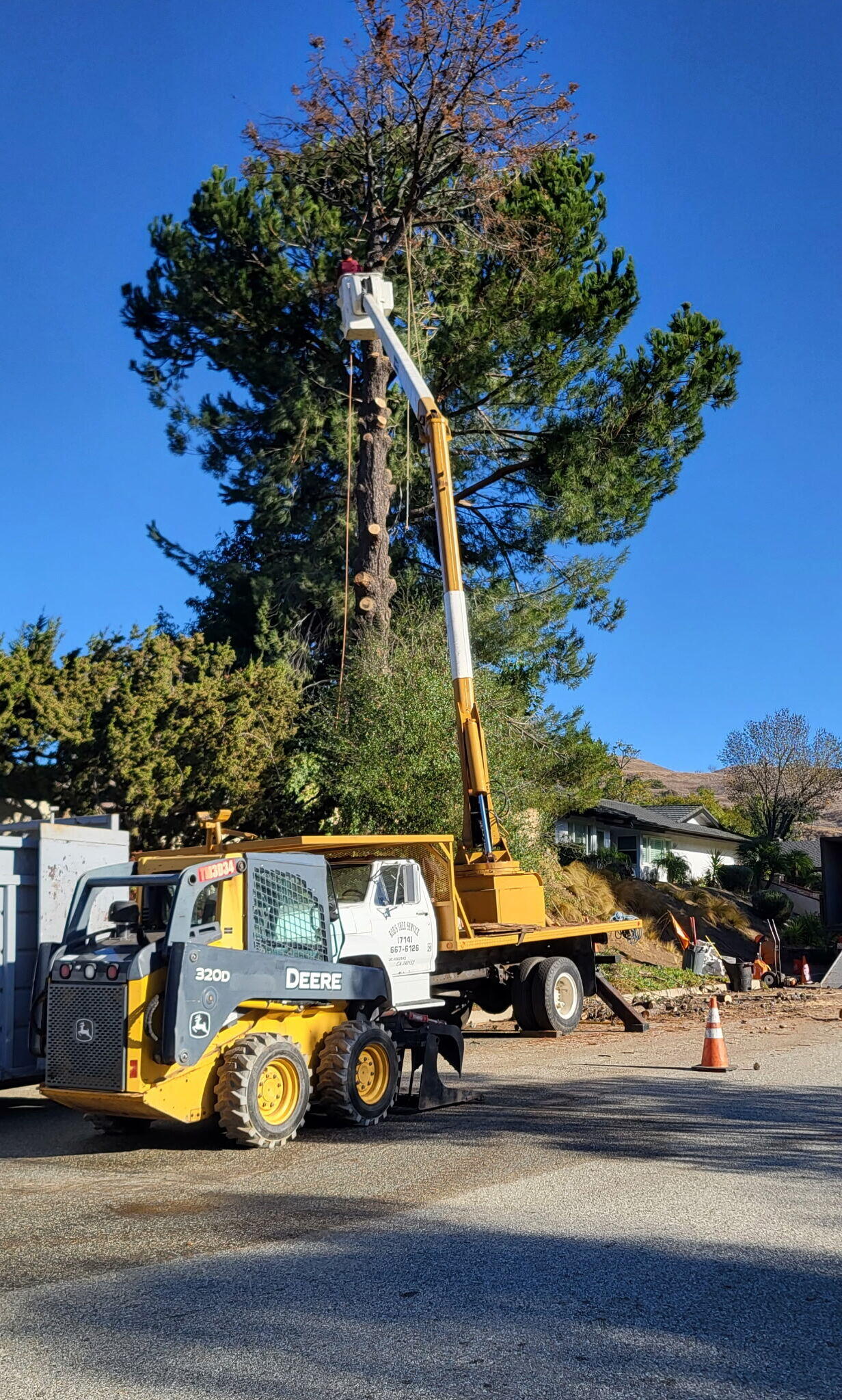 Tree Removal Carbon Canyon Aliso Viejo Tree Services, Rob’s Tree Service, Orange County. CA
