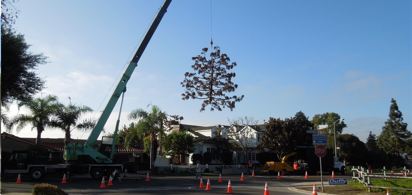 Rob’s Tree Service, Trimming & Removal, Orange County, CA