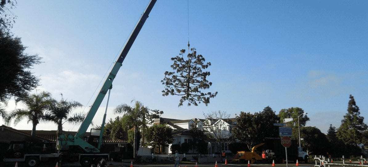 background 3 – 1 Questions to Ask a Tree Trimming Company - Rob's Tree Service Orange
