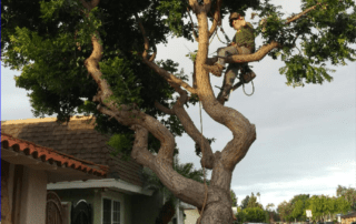 Stanton Tree Service, Removal - Rob's Tree Service of Orange County