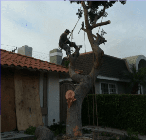 Costa Mesa Tree Service, Removal - Rob's Tree Service of Orange County