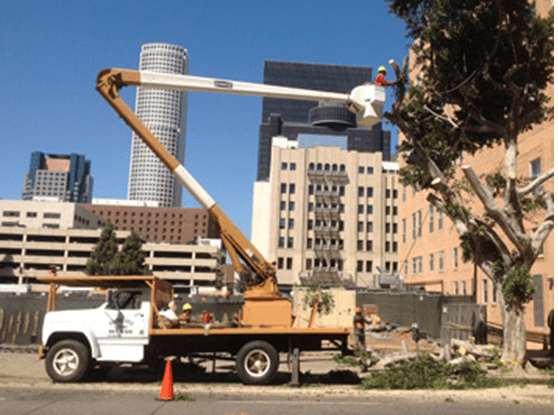 Our Gallery - Tree Trimming & Removal - Rob Tree Service Orange County