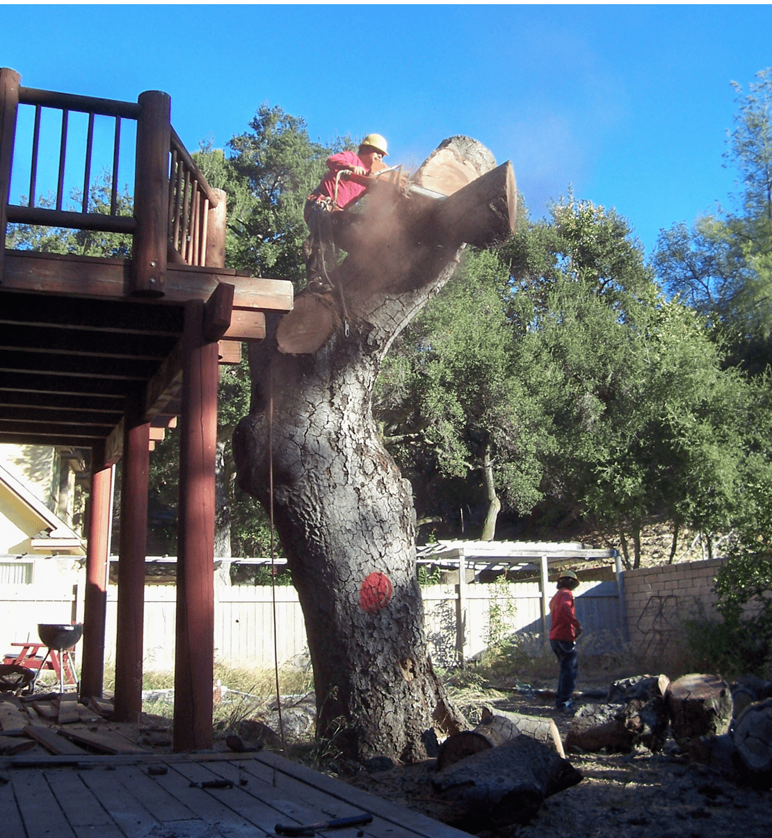 La Palma Tree Service, Removal - Rob's Tree Service of Orange County