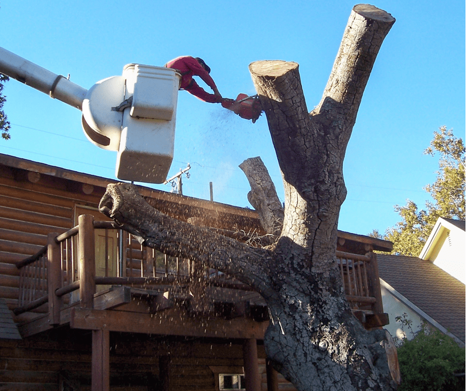 Westminster Tree Trimming Service - Rob/s Tree Service Orange County