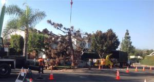 Tree Removal - Rob's Tree Service of Orange County, +1 (714) 667-6126
