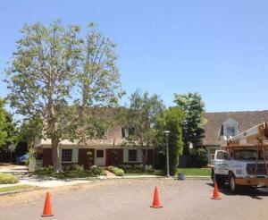 Tree Service Newport Beach - Rob’s Tree Service of Orange County