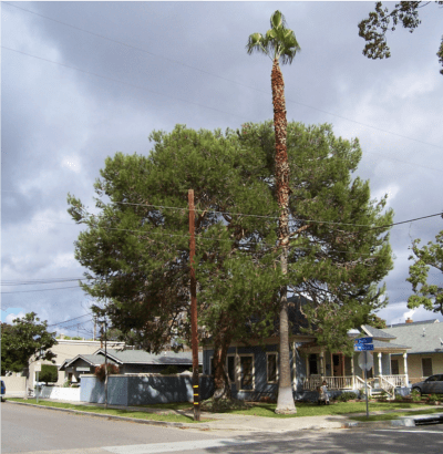 Rancho Santa Margarita Tree Service, Remobal - Rob's Tree Service