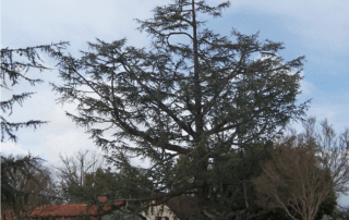 Cypress Tree Service, Removal - Rob's Tree Service of Orange County