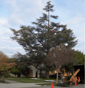 Our Gallery - Tree Trimming & Removal - Rob Tree Service Orange County