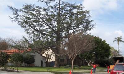 Santiago Canyon Tree Service, Remobal - Rob;s Tree Service