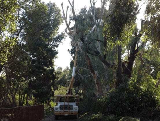 TFountain Valley Tree Services Removal -Robs Tree Service Orange County