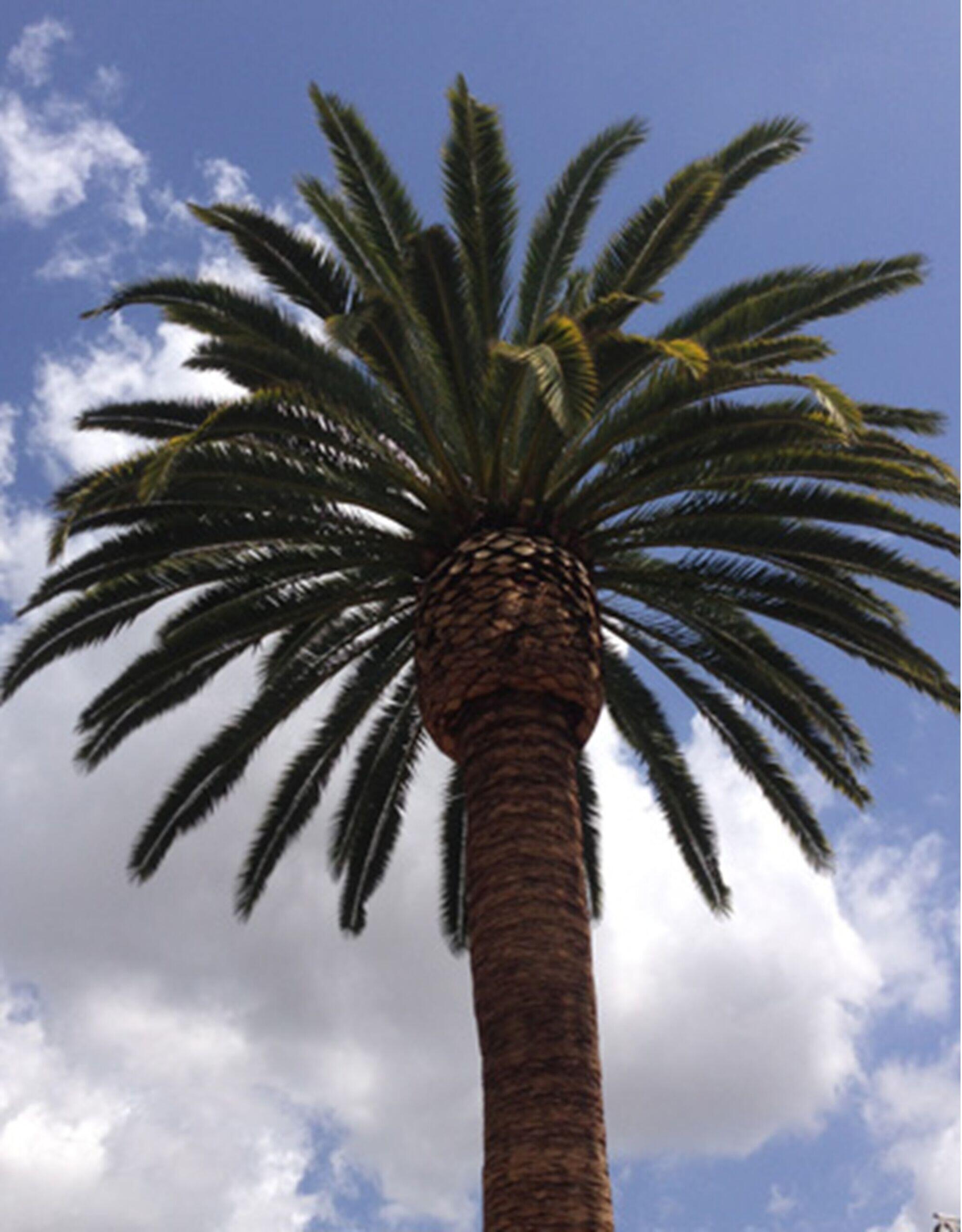 yorba linda date palm trees after close up
