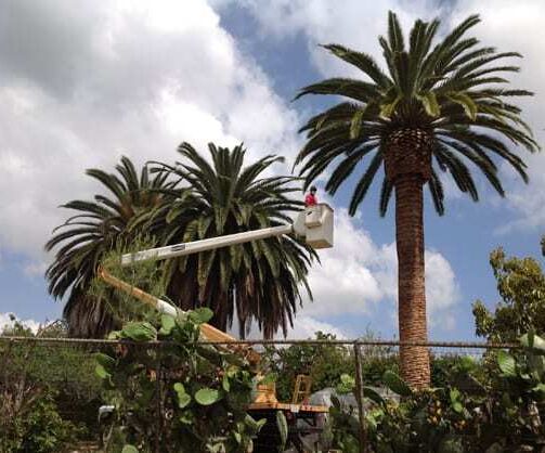 About Rob's Tree Services of Orange County - Call us +1 (714) 667-6126
